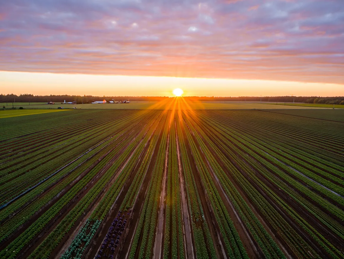 Solskinn Økogård med grønnsaksåkre i solnedgang